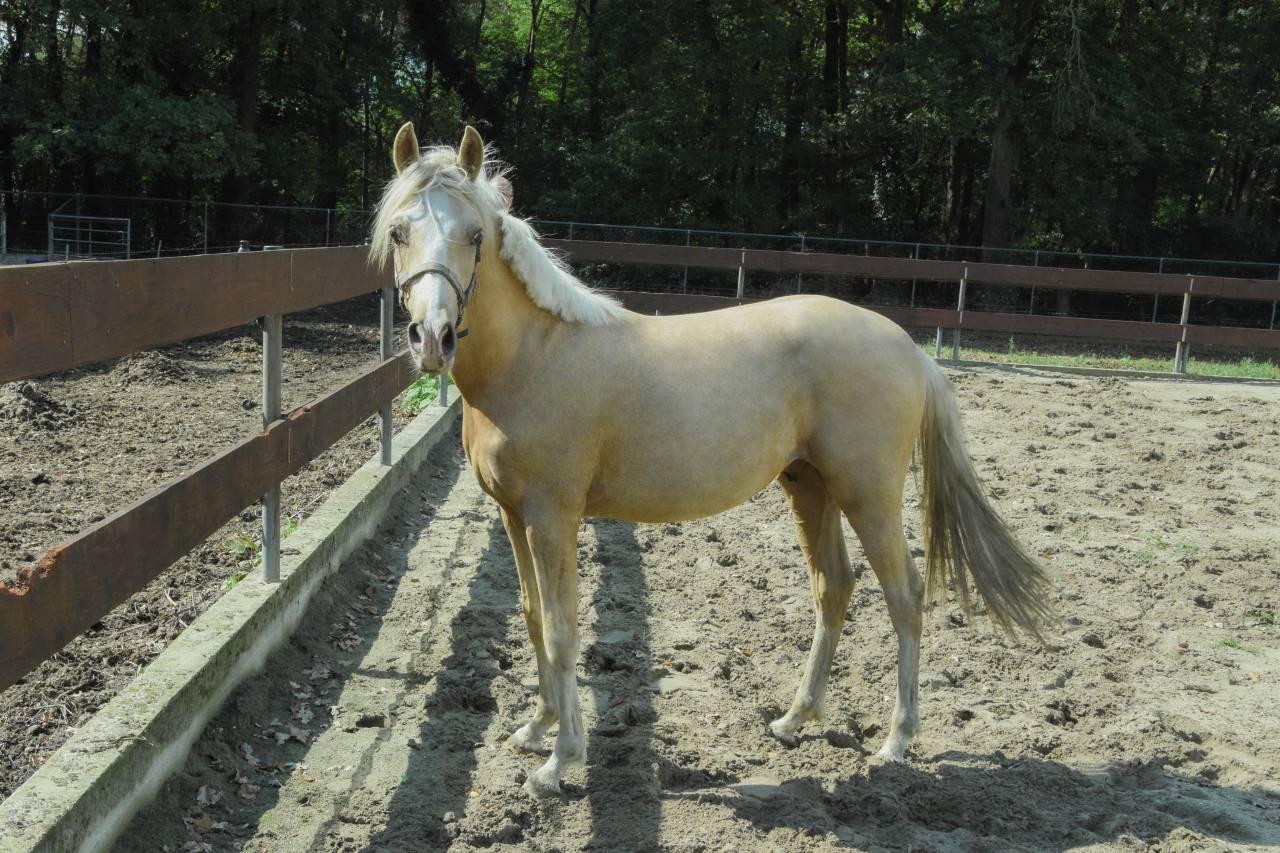 Dekhengst Nederlandse pony Te koop 2024 Palomino ,  Winston&rsquo;s Lisandro