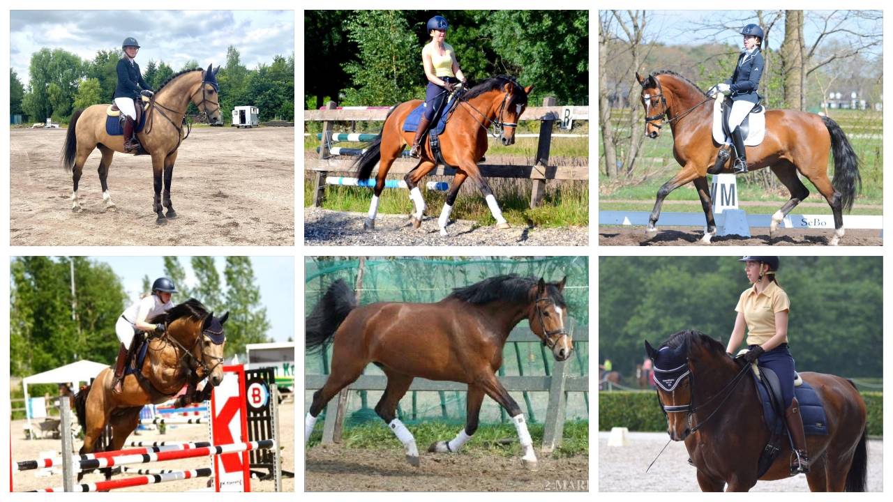 Ruin KWPN Nederlands sportpaard Te koop 2022 Isabel ,  Whatever van de Teugenaar