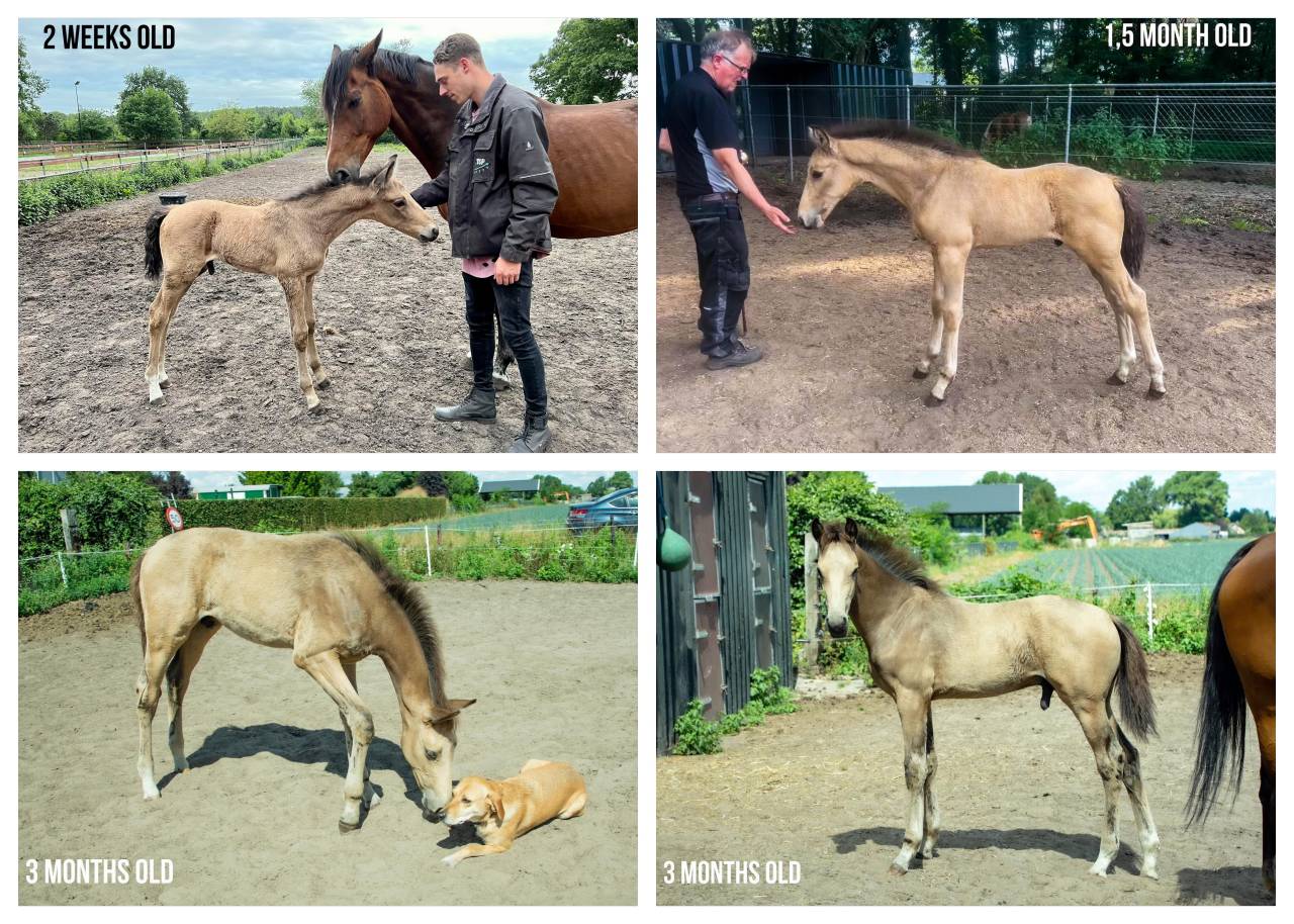 Ruin KWPN Nederlands sportpaard Te koop 2022 Isabel ,  Whatever van de Teugenaar