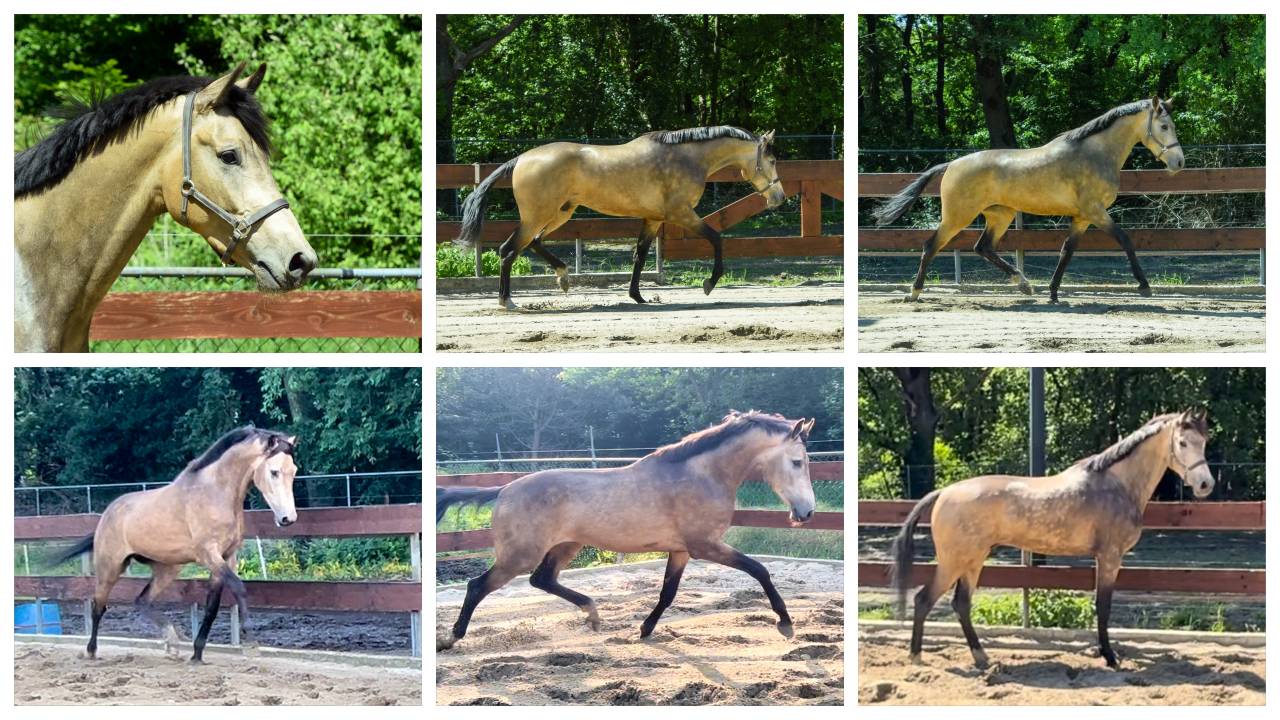 Ruin KWPN Nederlands sportpaard Te koop 2022 Isabel ,  Whatever van de Teugenaar