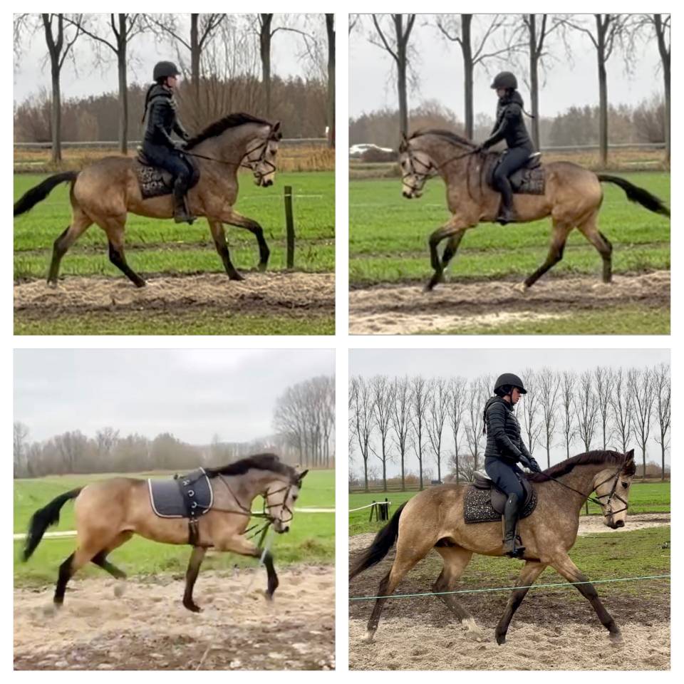 Ruin KWPN Nederlands sportpaard Te koop 2022 Isabel ,  Whatever van de Teugenaar