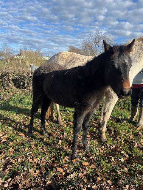 Veulen (vr) Connemara Te koop 2025 Donker bruin / bai ,  GALION DE MINUIT