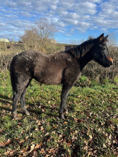 Veulen (vr) Connemara Te koop 2025 Donker bruin / bai ,  GALION DE MINUIT