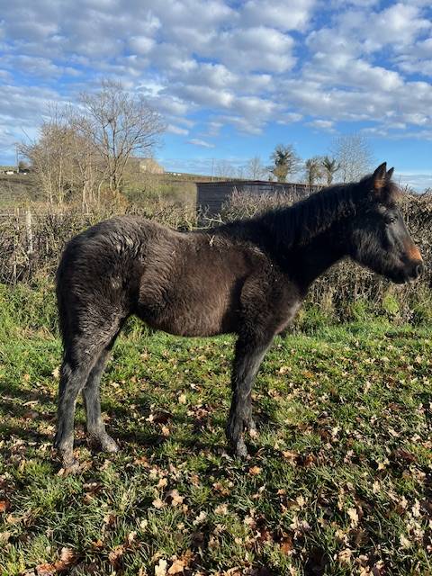 Veulen (vr) Connemara Te koop 2025 Donker bruin / bai ,  GALION DE MINUIT