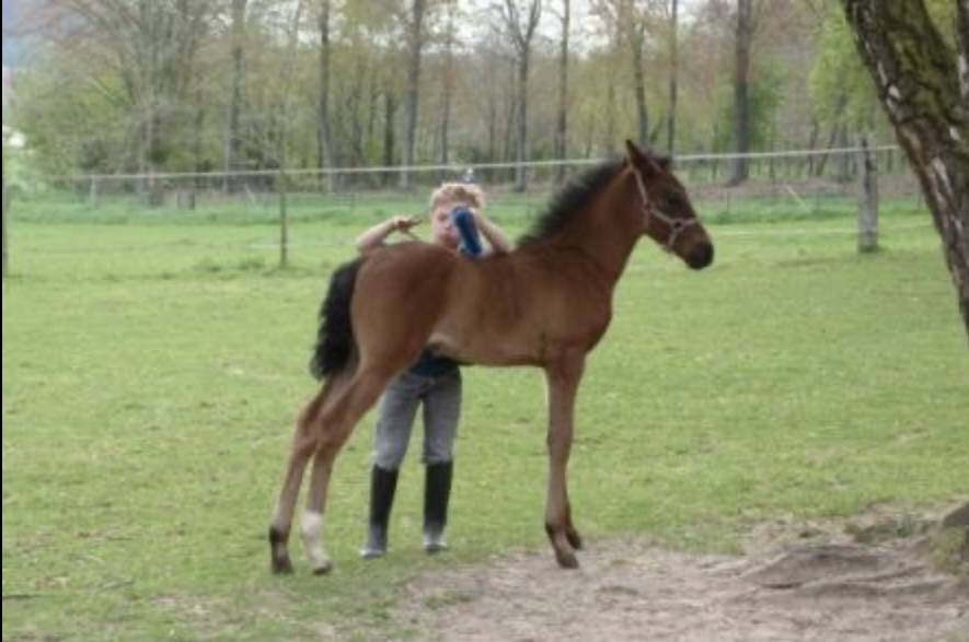 Veulen (ml) PRE Puur Ras Spaans Te koop 2026 Zwart