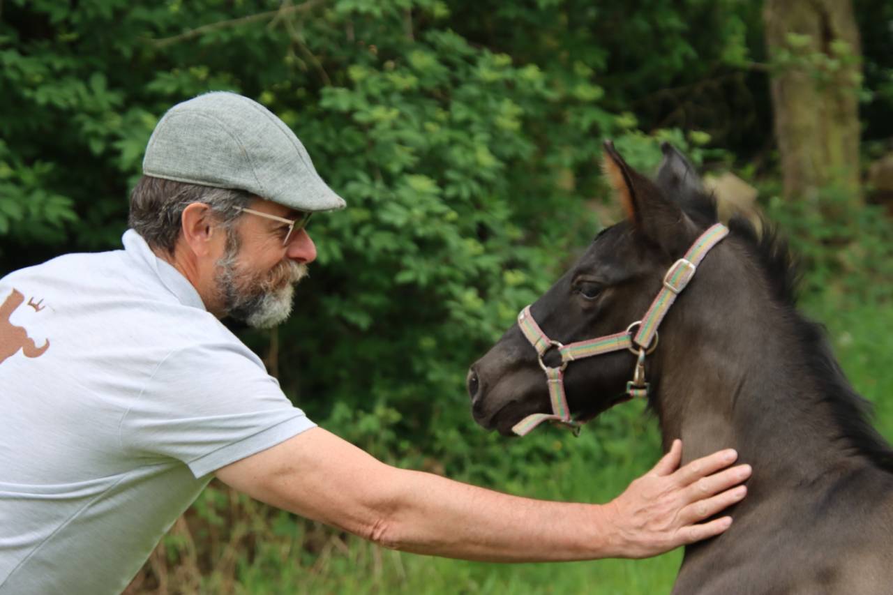 Veulen (ml) PRE Puur Ras Spaans Te koop 2026 Zwart