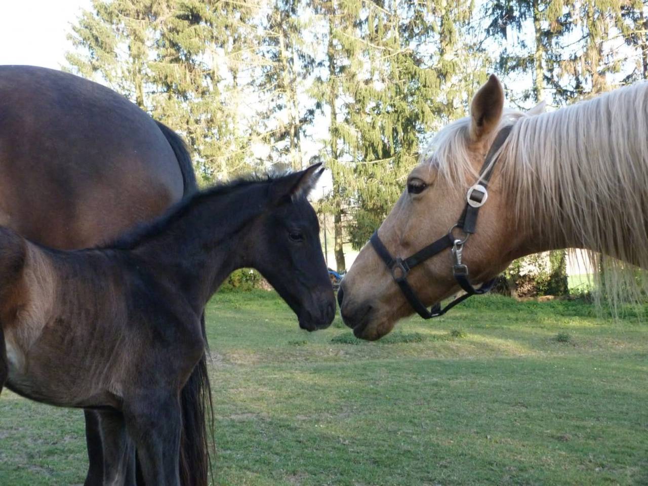 Veulen (ml) PRE Puur Ras Spaans Te koop 2026 Zwart