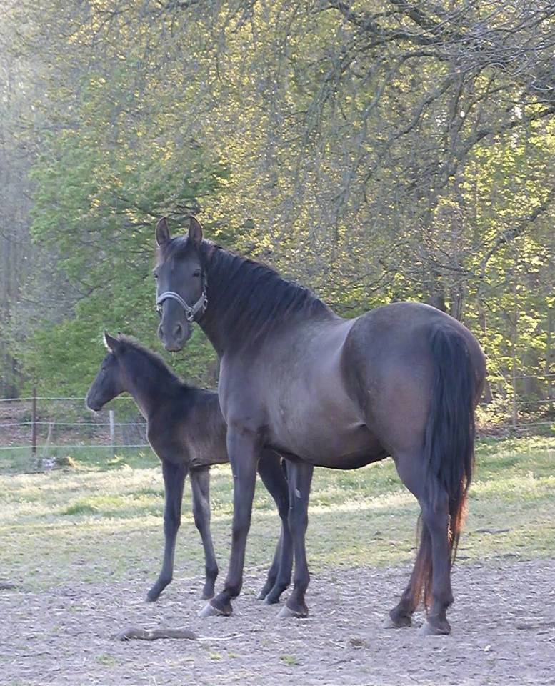 Veulen (ml) PRE Puur Ras Spaans Te koop 2026 Zwart