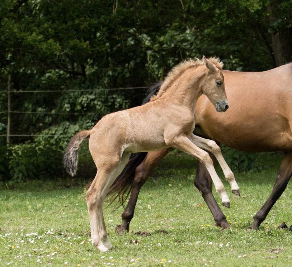 Veulen (ml) PRE Puur Ras Spaans Te koop 2026 Zwart
