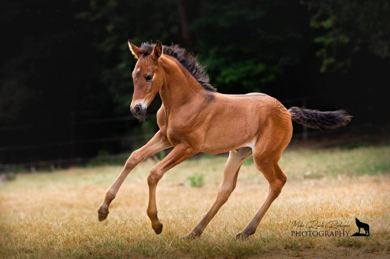 Veulen (ml) PRE Puur Ras Spaans Te koop 2026 Zwart