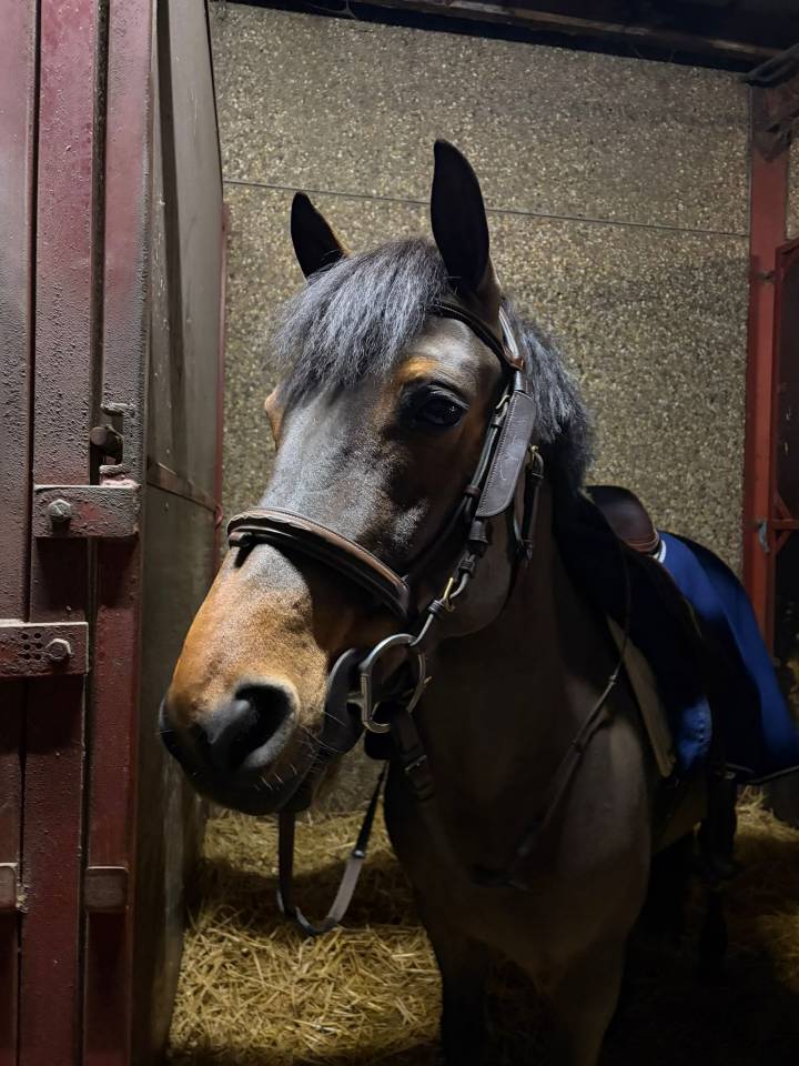 Ruin Belgische pony Te koop 2015 Donker bruin / bai