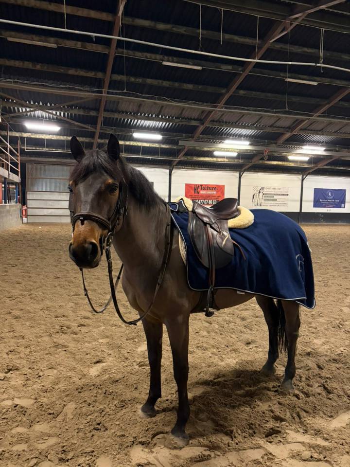 Ruin Belgische pony Te koop 2015 Donker bruin / bai