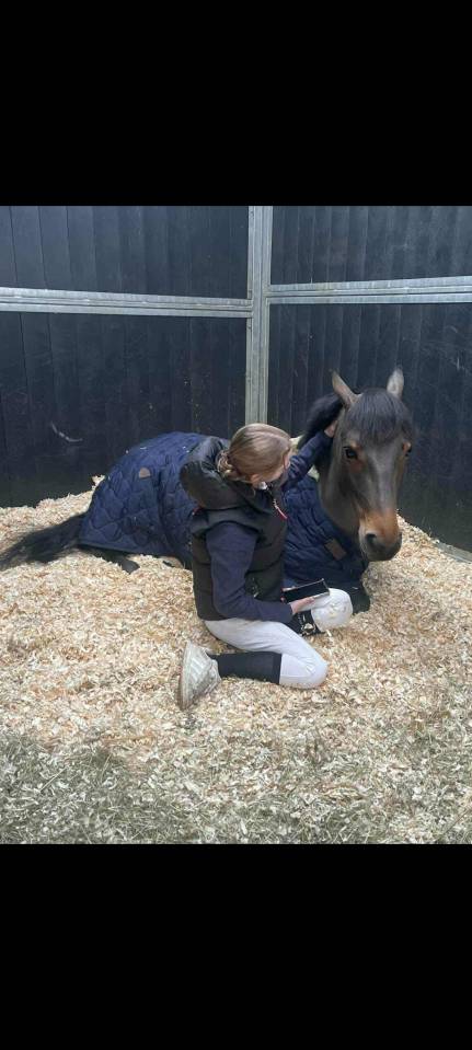 Ruin Belgische pony Te koop 2015 Donker bruin / bai