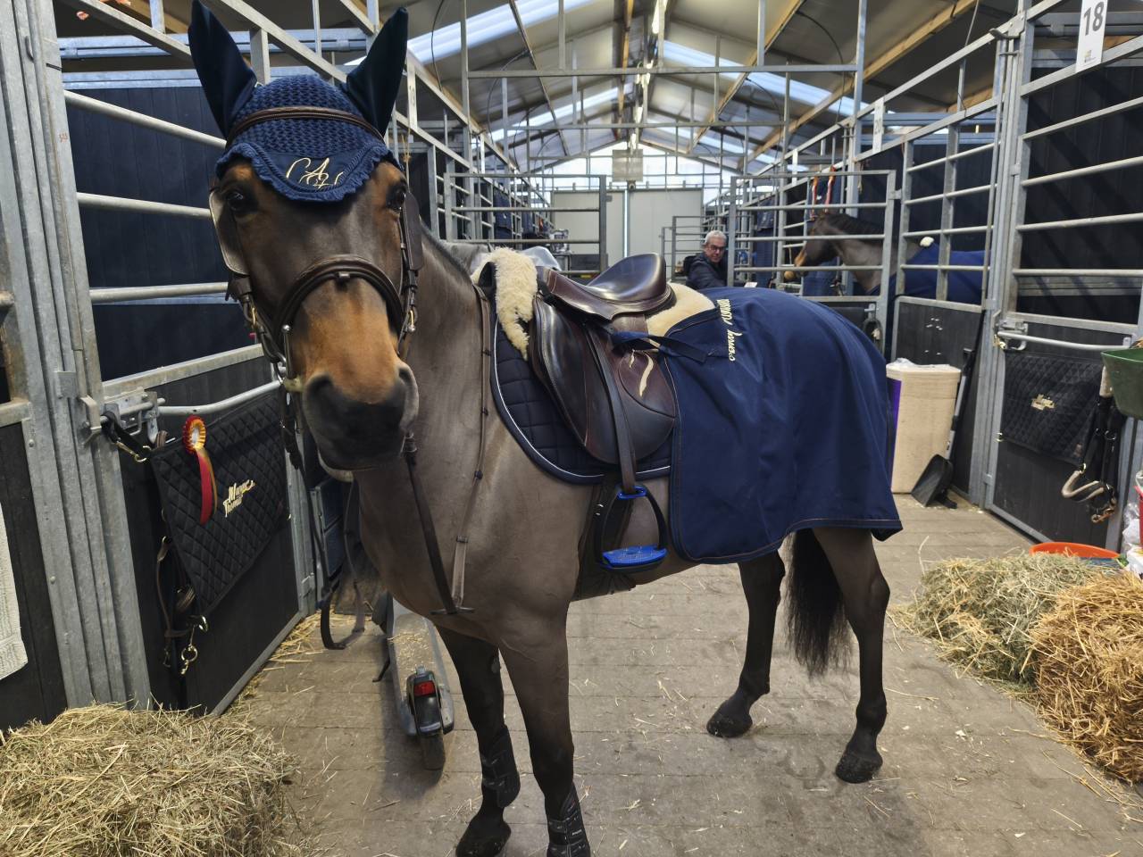 Ruin Belgische pony Te koop 2015 Donker bruin / bai