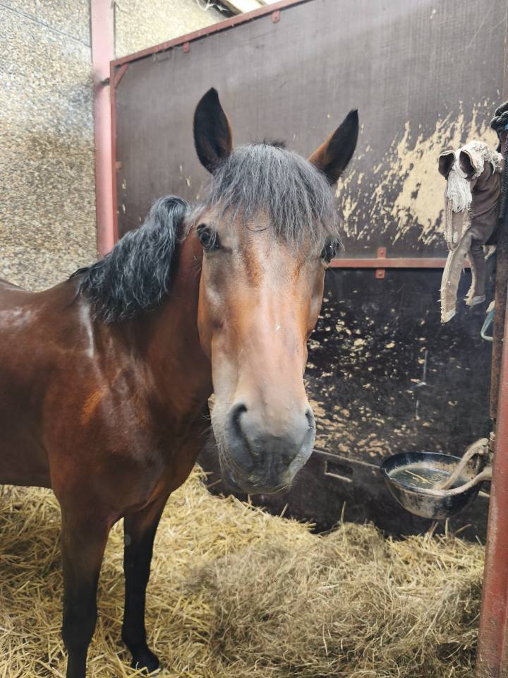 Ruin Belgische pony Te koop 2015 Donker bruin / bai