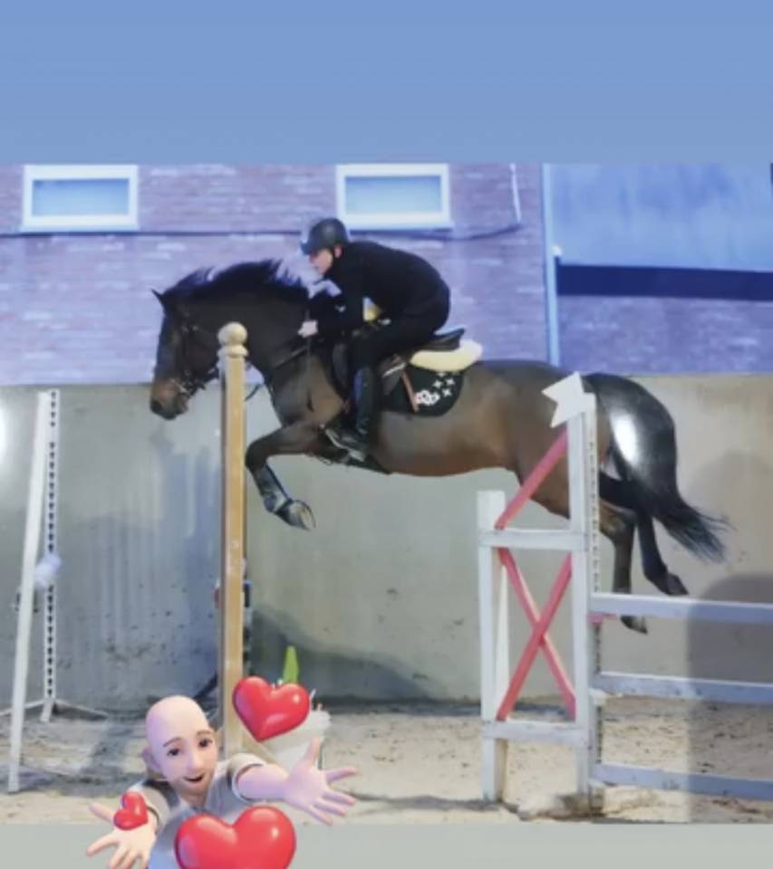 Ruin Belgische pony Te koop 2015 Donker bruin / bai