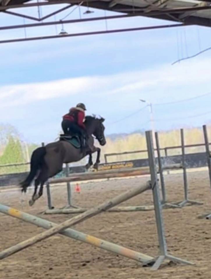 Ruin Belgische pony Te koop 2015 Donker bruin / bai