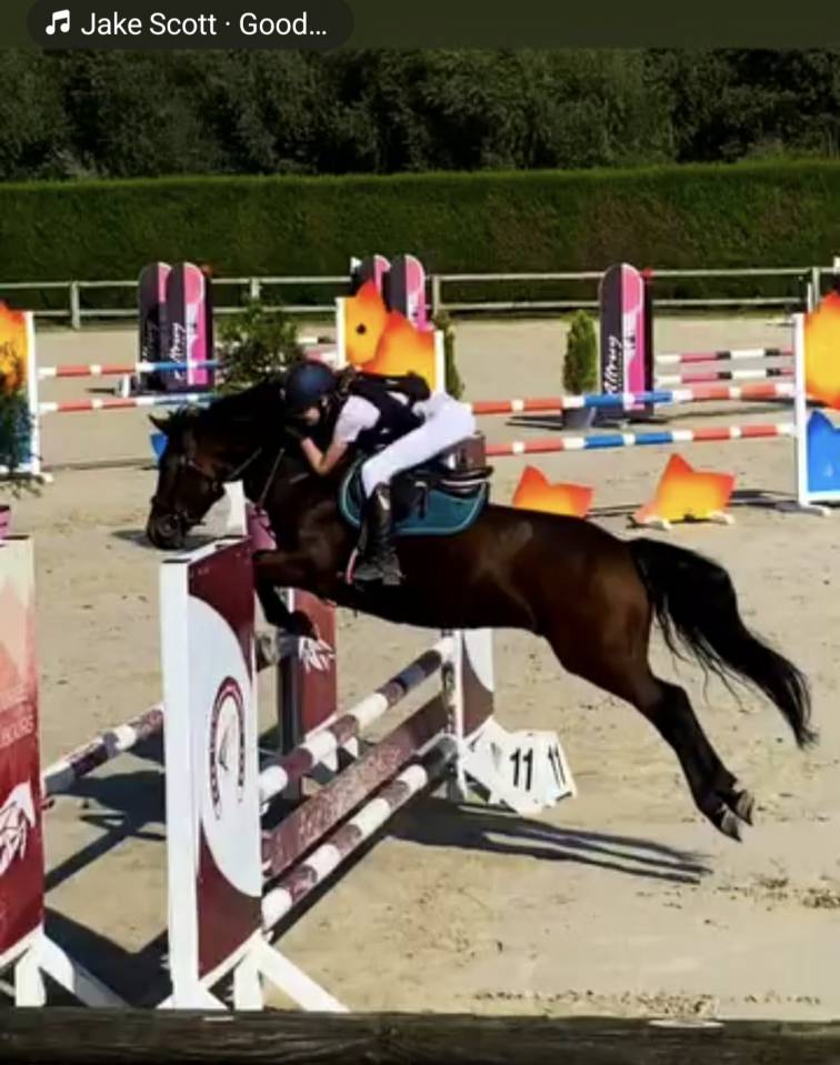 Ruin Belgische pony Te koop 2015 Donker bruin / bai