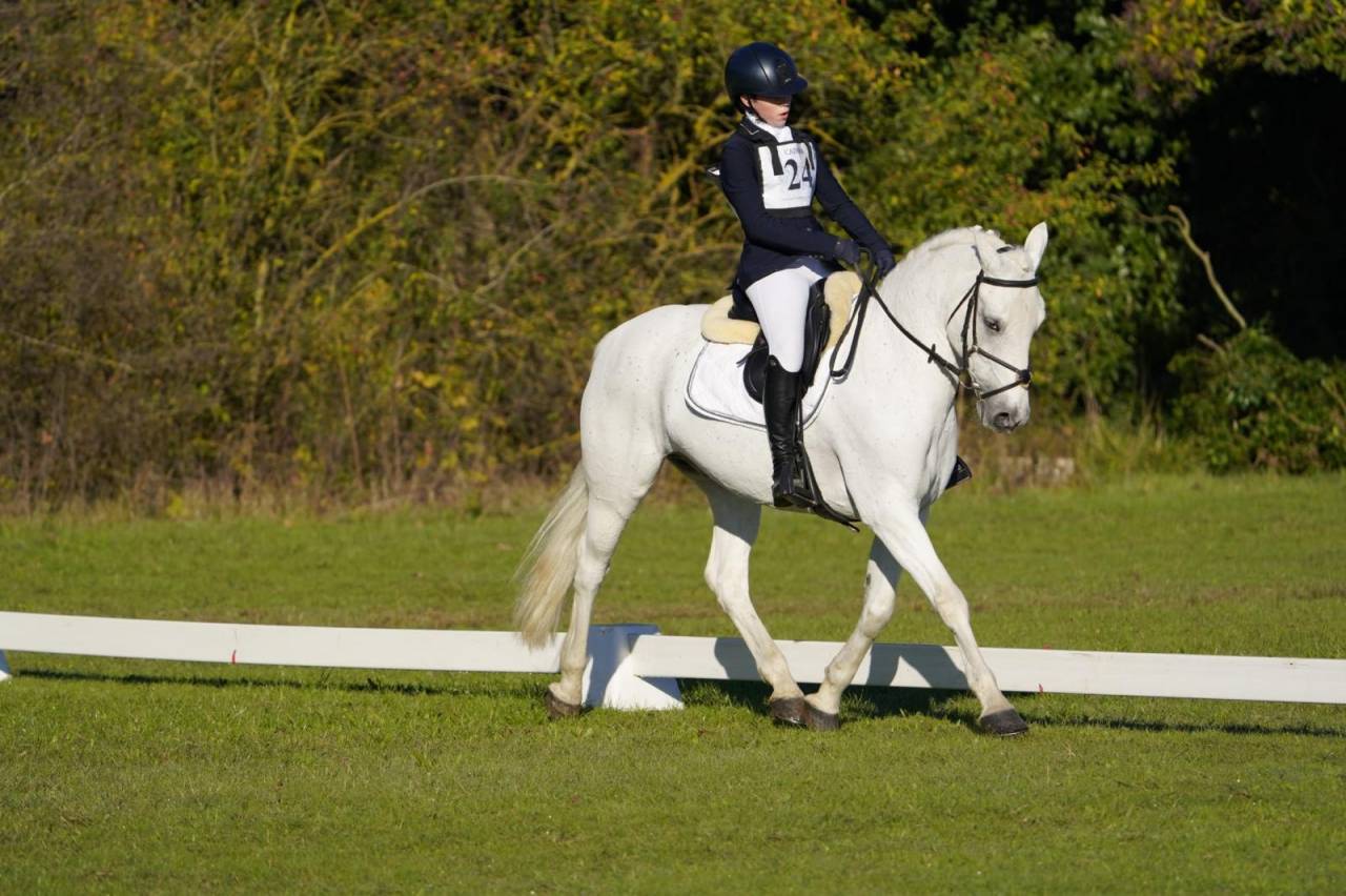 Ruin Connemara Te koop 2008 Schimmel ,  Eloy IV