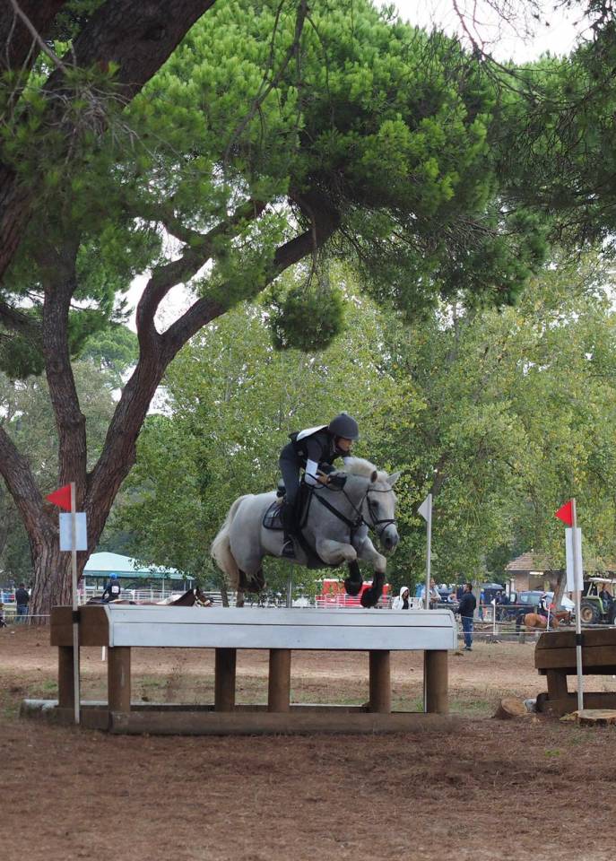 Ruin Connemara Te koop 2008 Schimmel ,  Eloy IV