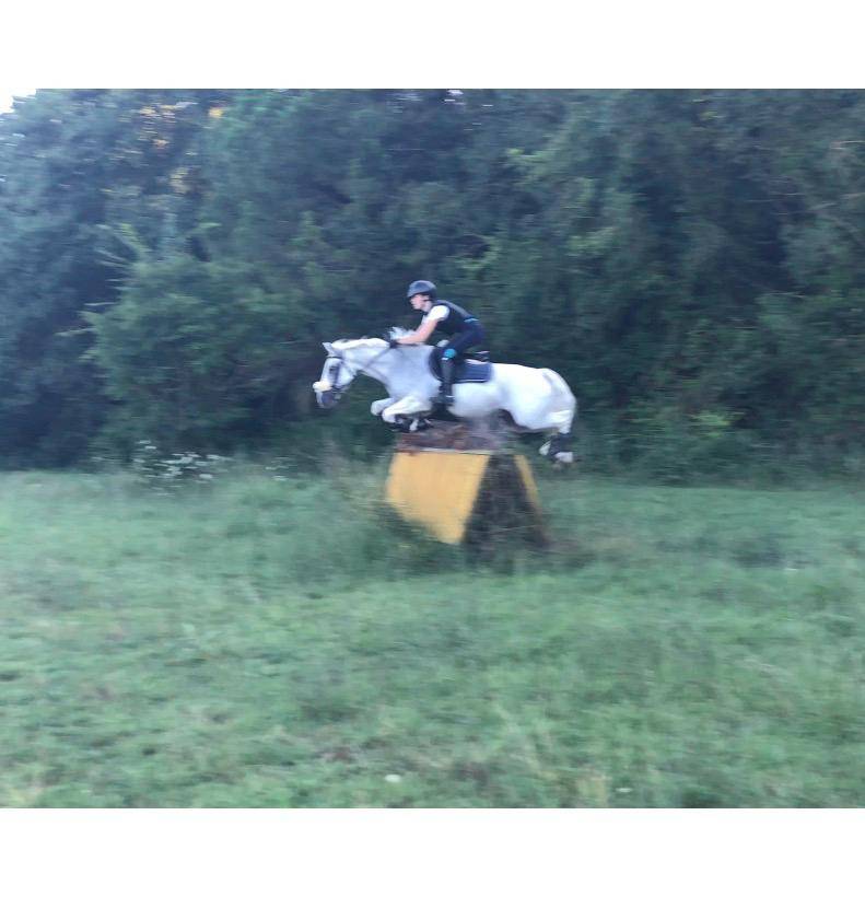 Ruin Connemara Te koop 2008 Schimmel ,  Eloy IV