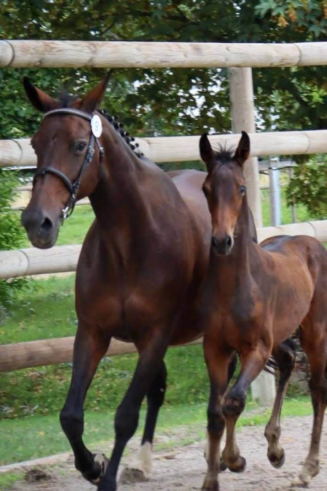 Merrie Selle Fran&ccedil;ais Te koop 2007 Bruin / Bai ,  QREDO DE PAULSTRA