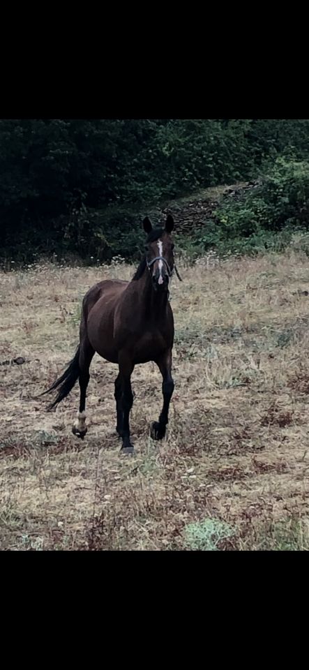 Merrie Selle Fran&ccedil;ais Te koop 2005 Donker bruin / bai ,  LE TOT DE SEMILLY