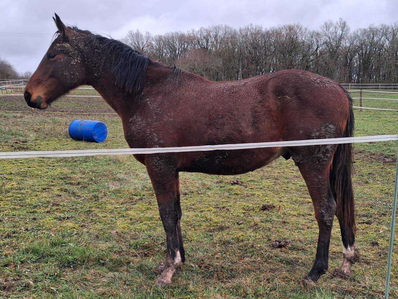 Dekhengst Zangersheide Te koop 2024 Bruin / Bai ,  EMERALD