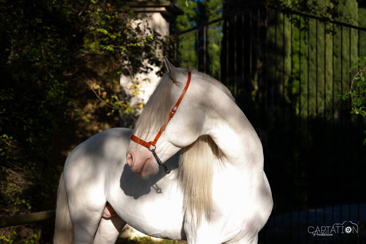 Parme - Lusitano 2019