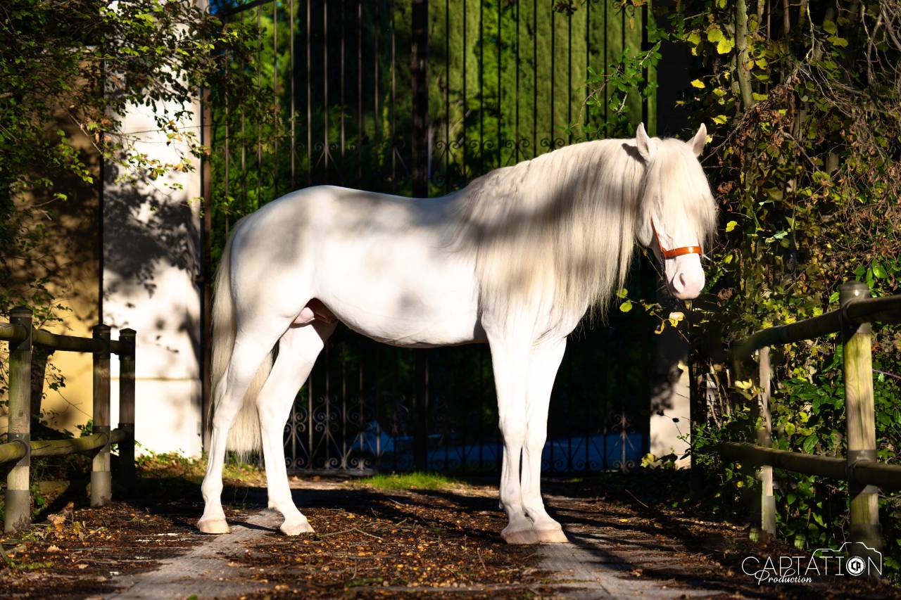 Parme - Lusitano 2019