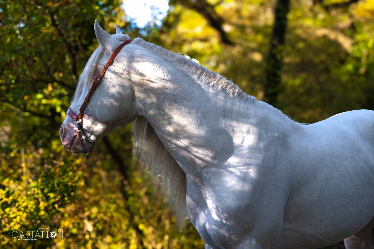 Parme - Lusitano 2019