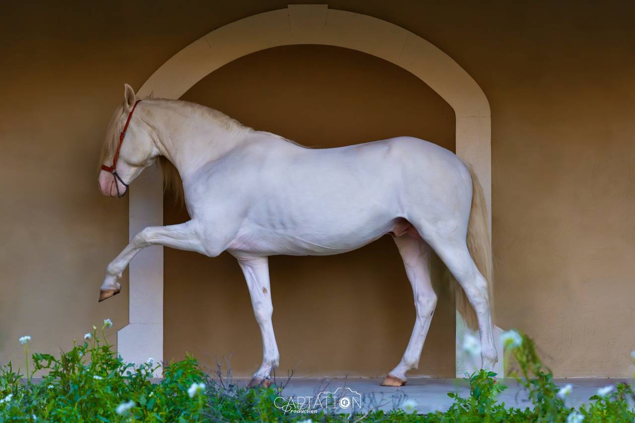 Parme - Lusitano 2019