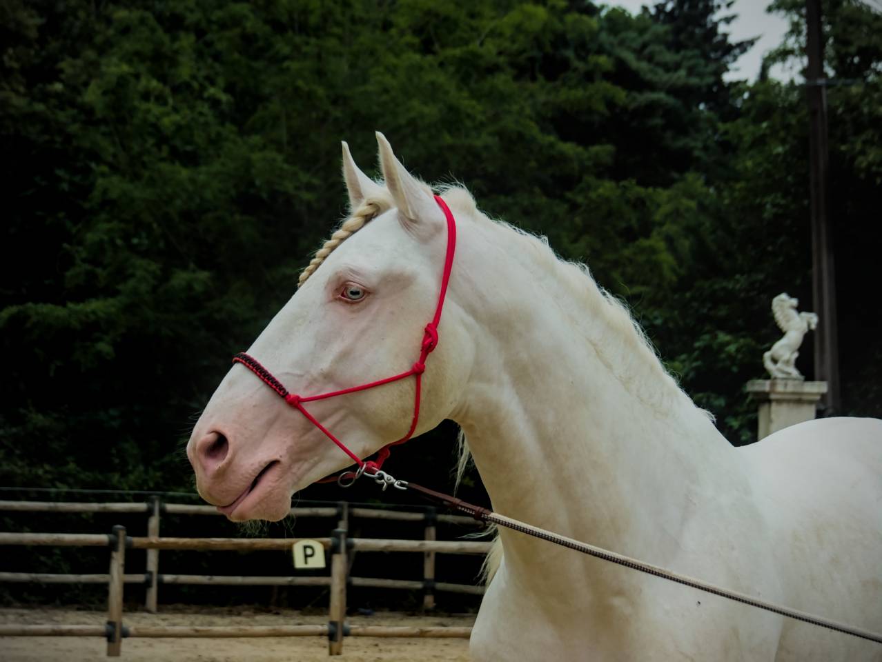 Parme - Lusitano 2019