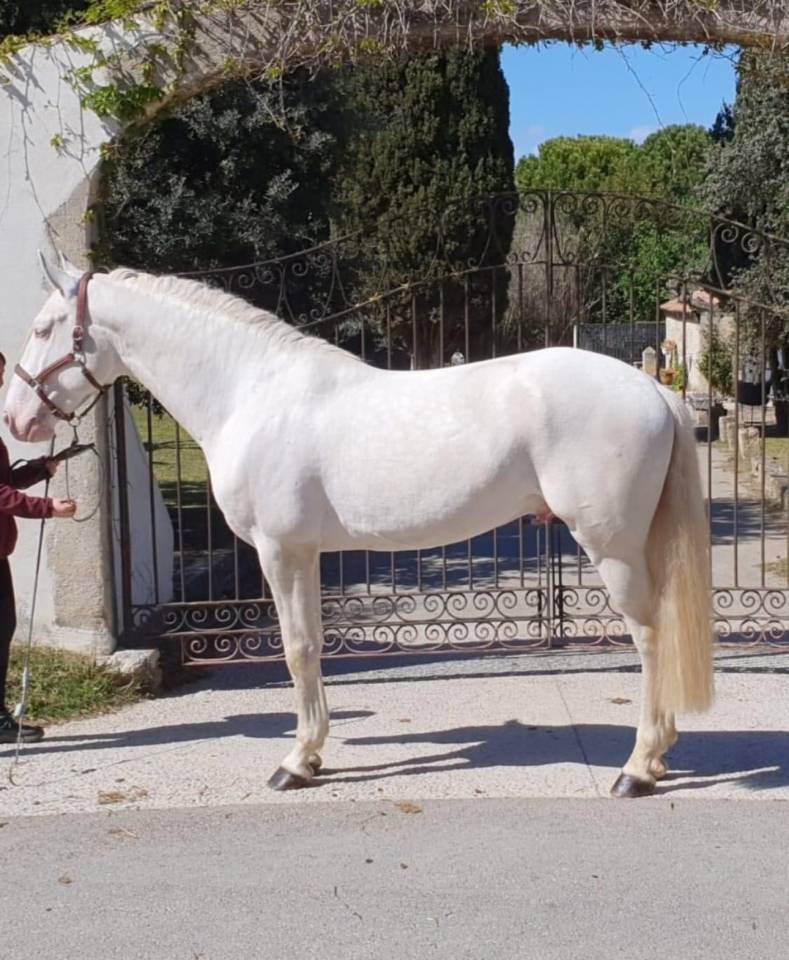 Parme - Lusitano 2019