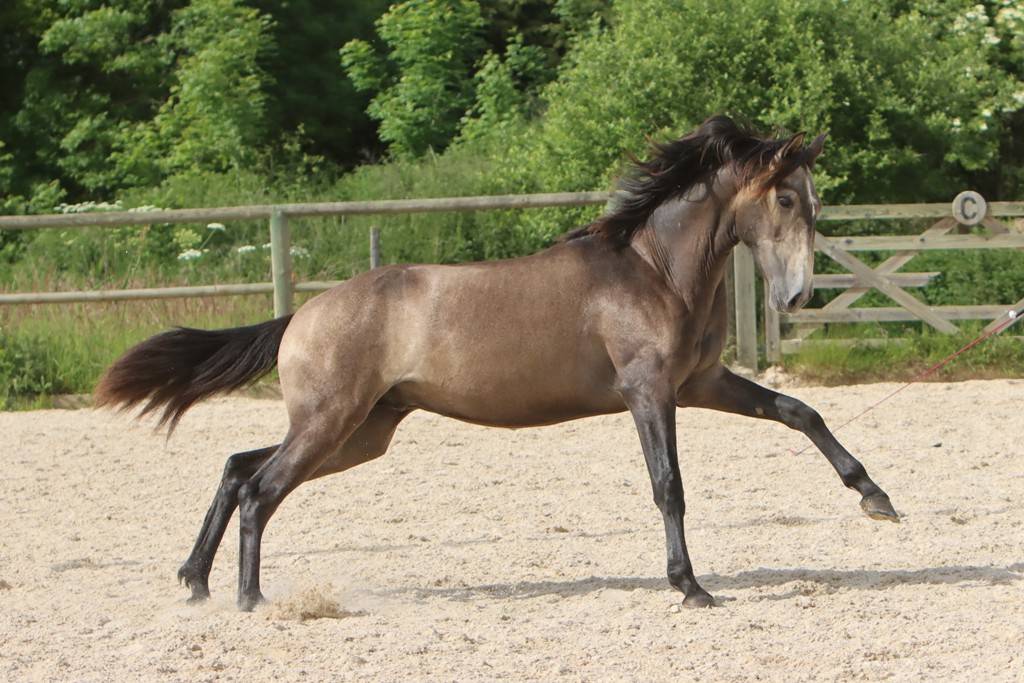 Hengst Lusitano Te koop 2023 Schimmel ,  MAGISTRAL DE LA COMBE