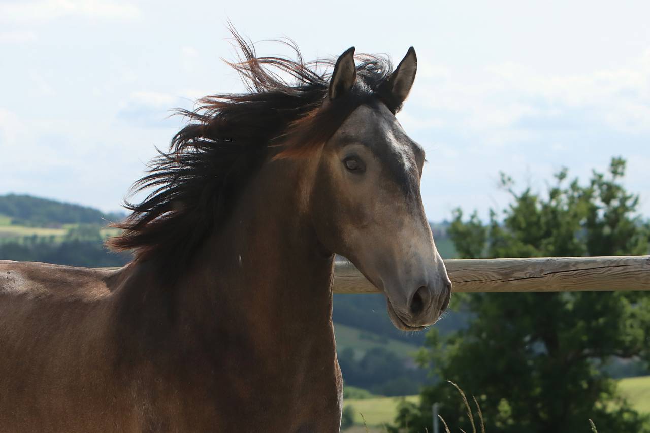 Hengst Lusitano Te koop 2023 Schimmel ,  MAGISTRAL DE LA COMBE