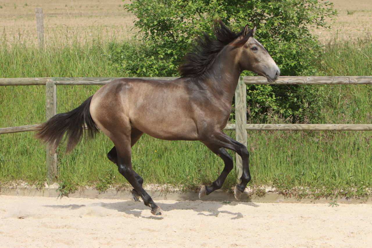 Hengst Lusitano Te koop 2023 Schimmel ,  MAGISTRAL DE LA COMBE
