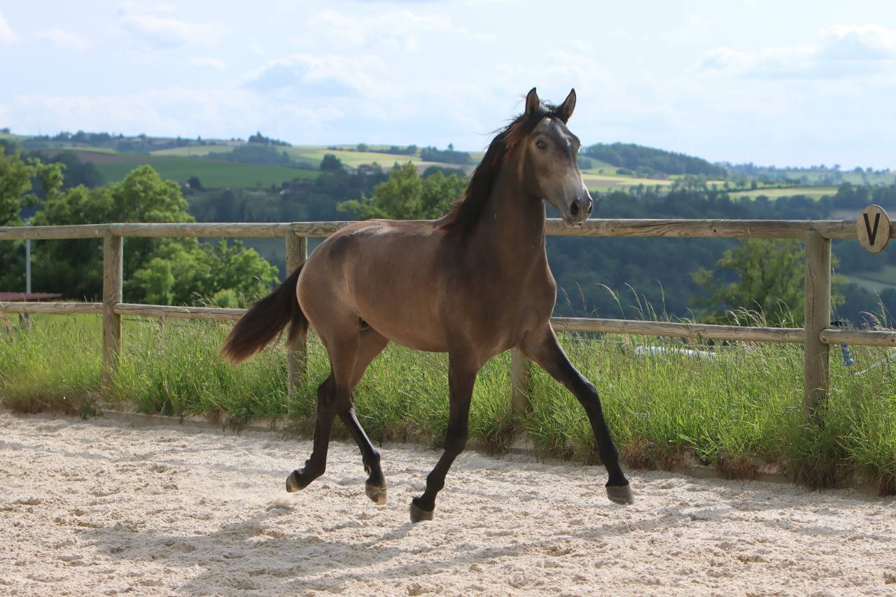 Hengst Lusitano Te koop 2023 Schimmel ,  MAGISTRAL DE LA COMBE