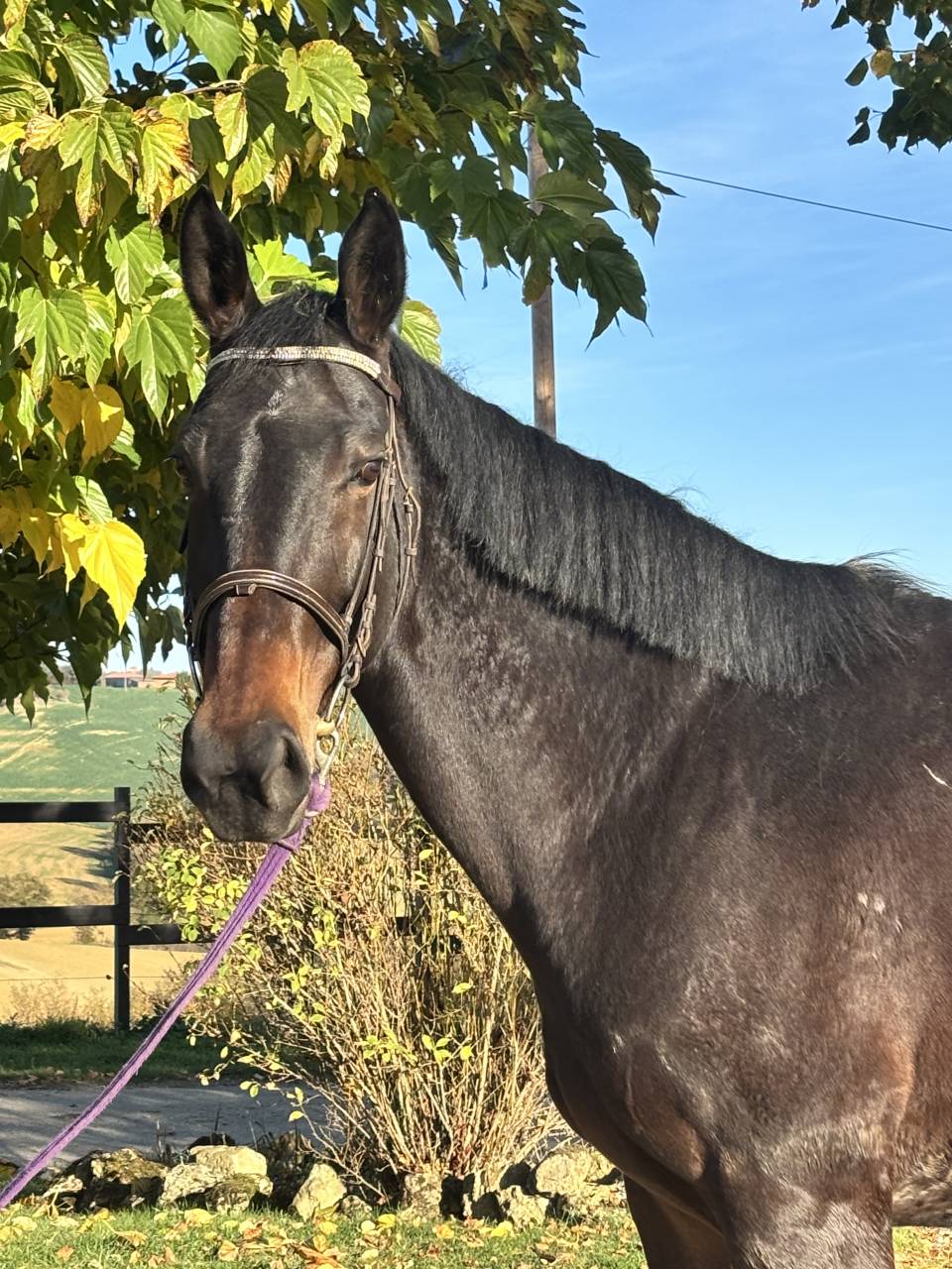 Merrie Selle Fran&ccedil;ais Te koop 2017 Zwart ,  JOHNNY BOY II