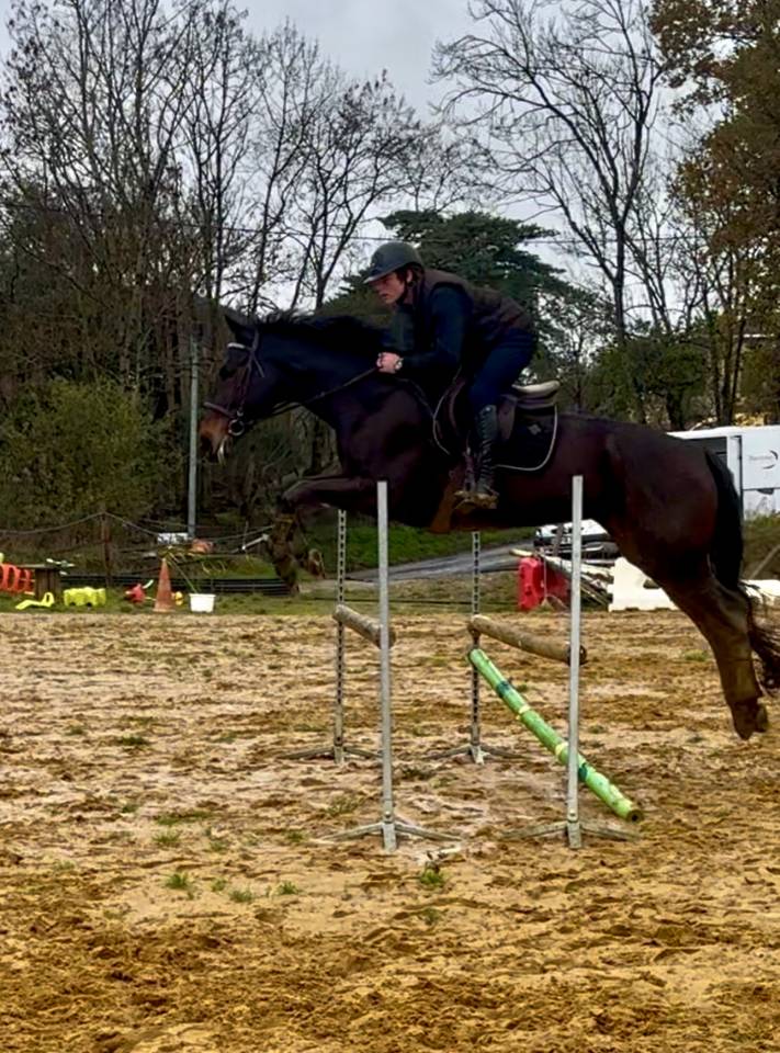 Merrie Selle Fran&ccedil;ais Te koop 2017 Zwart ,  JOHNNY BOY II