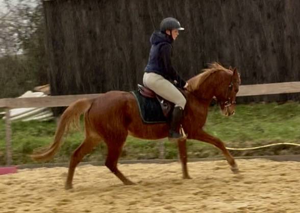 Merrie Welsh Partbred Te koop 2021 Vos ,  Hot&rsquo;n cold Krystal