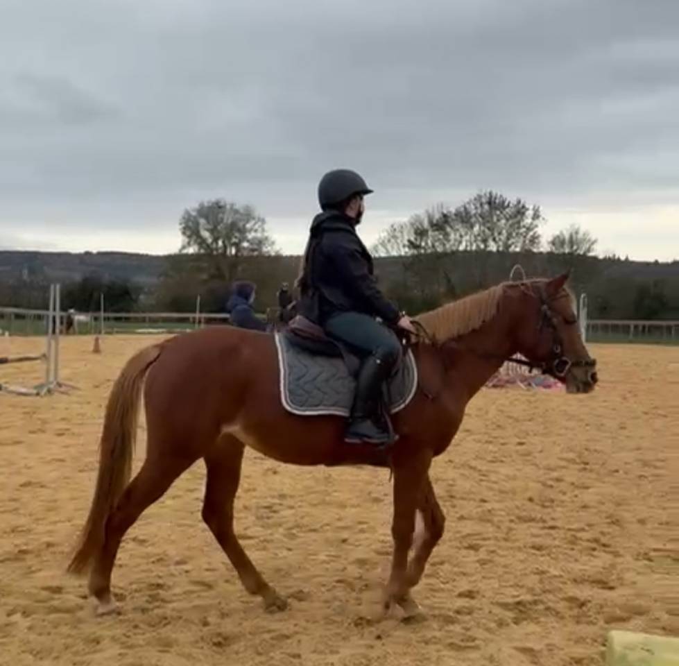 Merrie Welsh Partbred Te koop 2021 Vos ,  Hot&rsquo;n cold Krystal