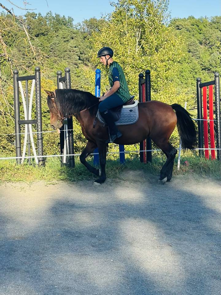 Merrie Ras onbekend Te koop 2010 Donker bruin / bai