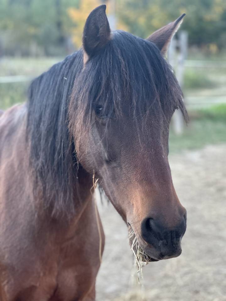 Merrie Ras onbekend Te koop 2010 Donker bruin / bai