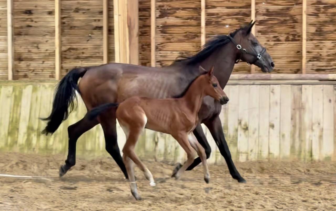 Draagmerrie Trakehner Te koop 2010 Bruin / Bai ,  SOLERO