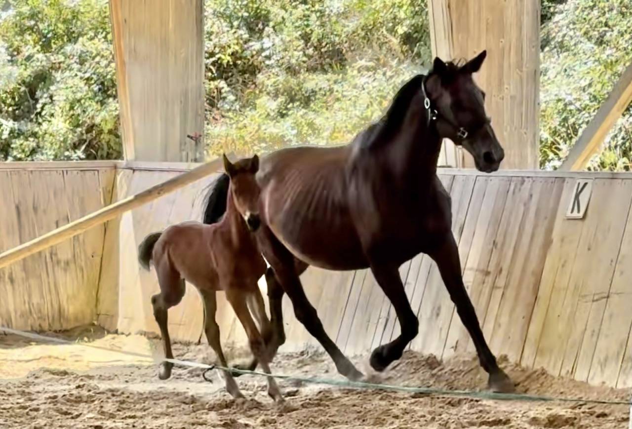Draagmerrie Trakehner Te koop 2010 Bruin / Bai ,  SOLERO