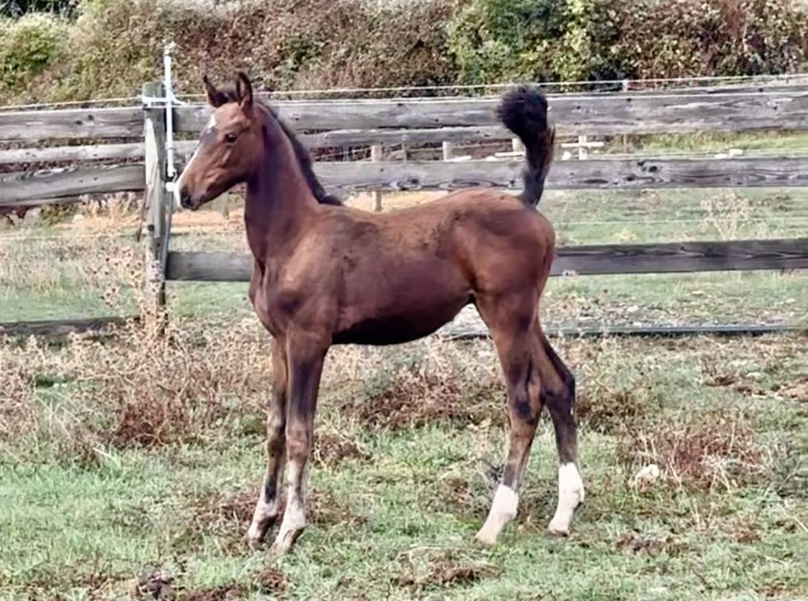 Draagmerrie Trakehner Te koop 2010 Bruin / Bai ,  SOLERO