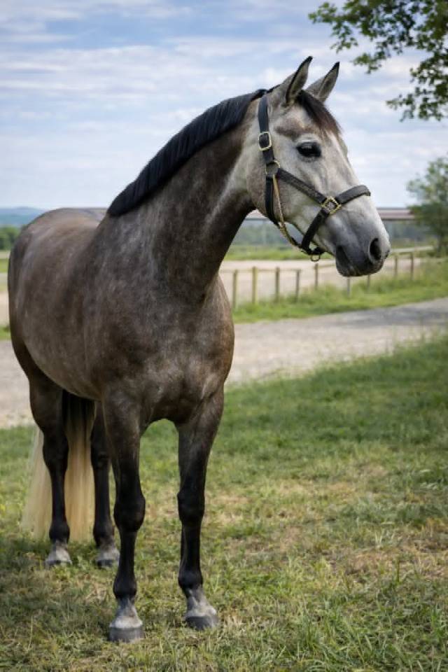 Merrie Zangersheide Te koop 2021 Schimmel