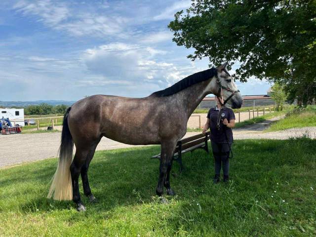 Merrie Zangersheide Te koop 2021 Schimmel