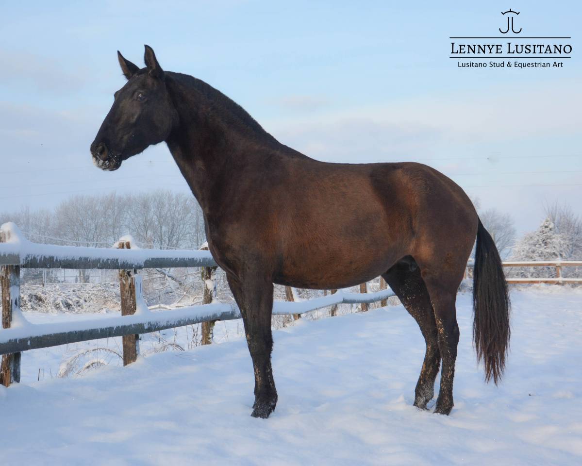 Merrie Lusitano Te koop 2017 Zwart